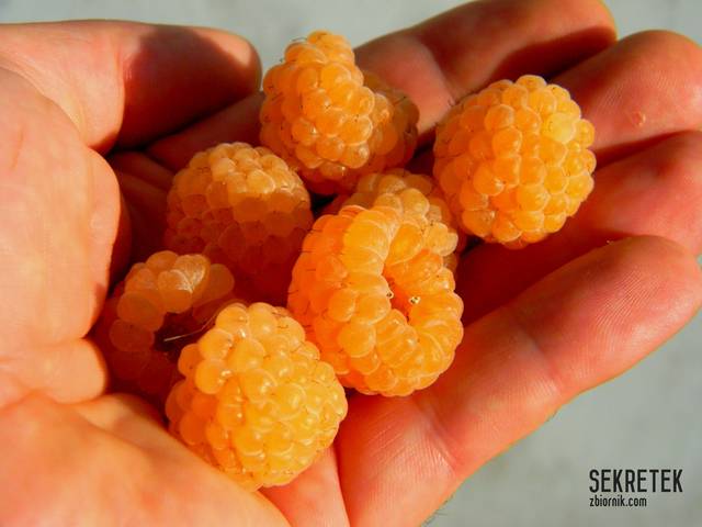 kcesz malinkę :) - sekretek