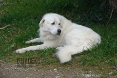 To chyba ten "zły pies"