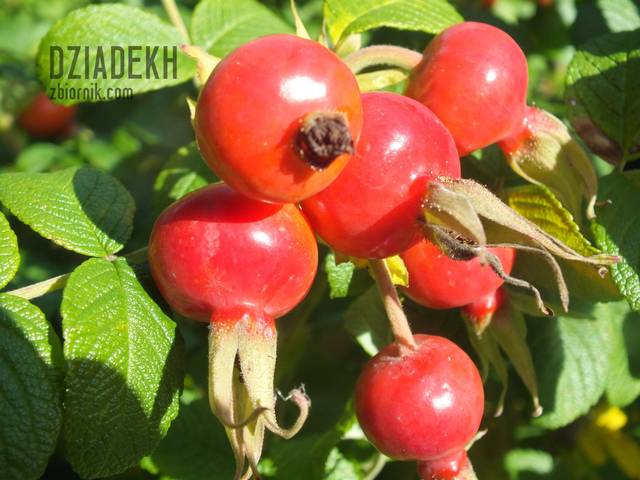 Dla miłośników owoców dzikiej róży - dziadekh