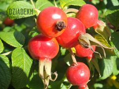 Dla miłośników owoców dzikiej róży