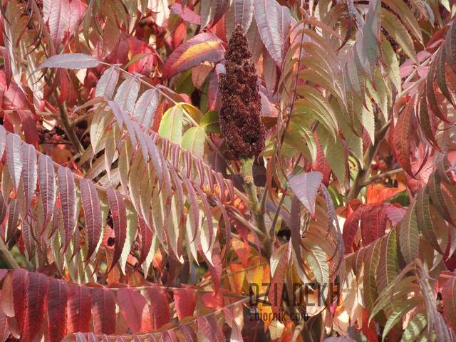 Jesienne barwy - dziadekh