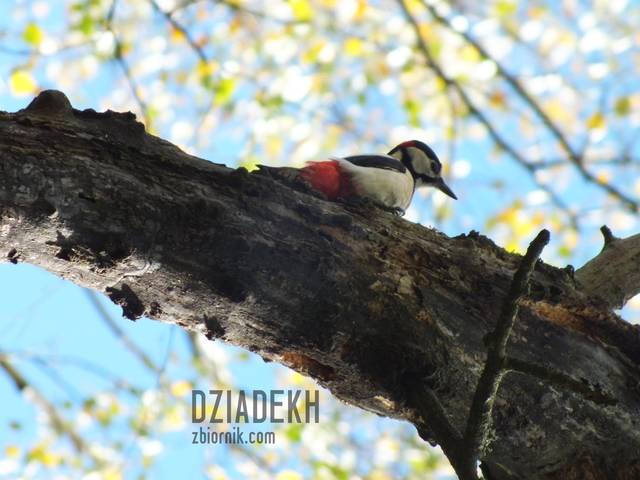 Polowanie na ptala - dziadekh