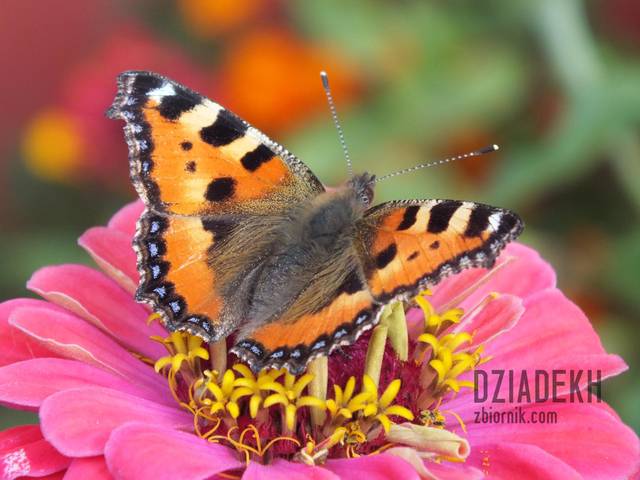 Kolejna "ustrzelona zwierzyna" - dziadekh