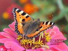 Kolejna "ustrzelona zwierzyna"