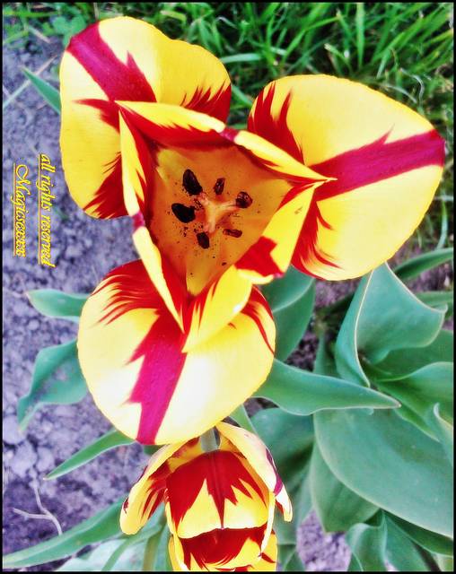 mała odmiana;) - MAGICSEXXX