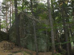 Wzdłuż szlaku Prządki rosną