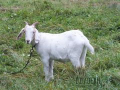 Tylko ona towarzyszyła nam w gapieniu się na Kamieniec