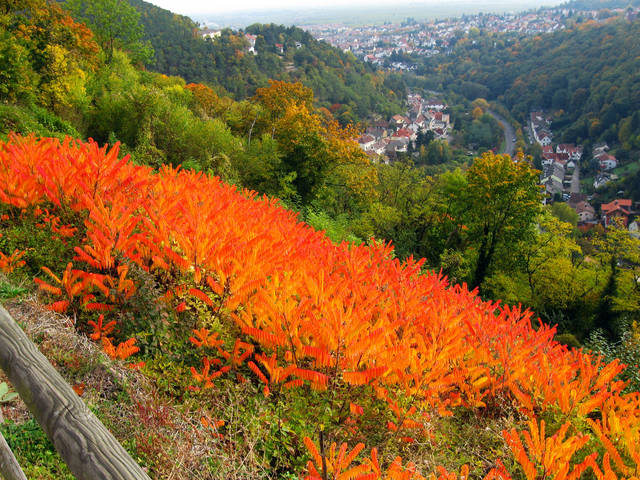 Jesień jest jak dojrzała Kobieta.. - Sweetheart