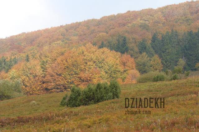 Lasy przystroiły się w piękne kolory - dziadekh