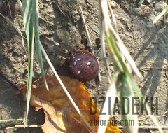 Na szlaku czychają takie potwory