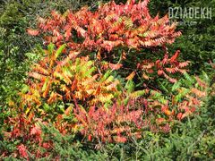 Jeszcze trochę kolorów