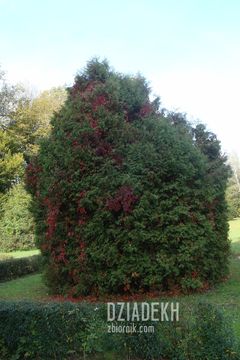 Dzikie wino już w jesiennych barwach
