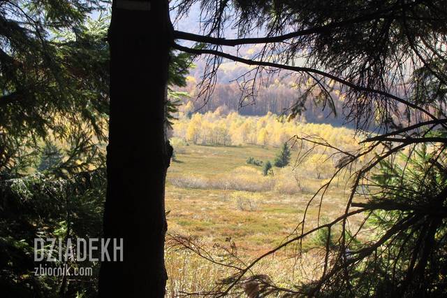 Widok z ławeczki między świerkami - dziadekh