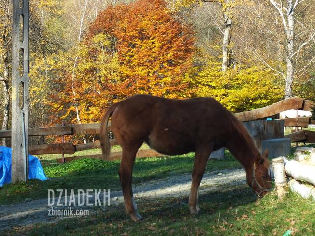Ten źrebak chyba pasuje kolorystycznie - dziadekh