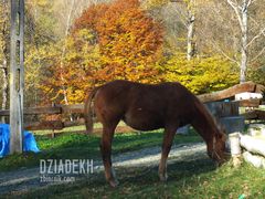 Ten źrebak chyba pasuje kolorystycznie