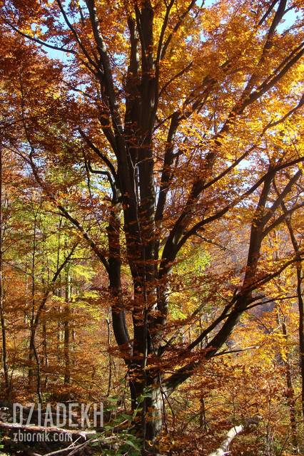 Buki nadają kolor jesieni w Bieszczadach - dziadekh