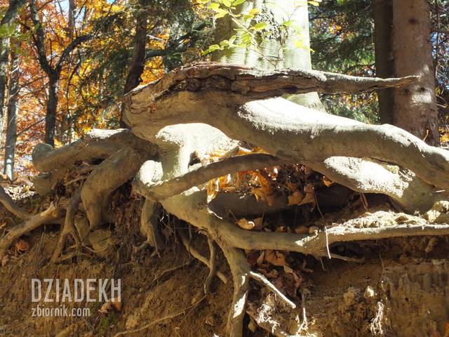 Jakim cudem to drzewo jeszcze stoi? - dziadekh
