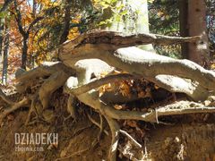 Jakim cudem to drzewo jeszcze stoi?