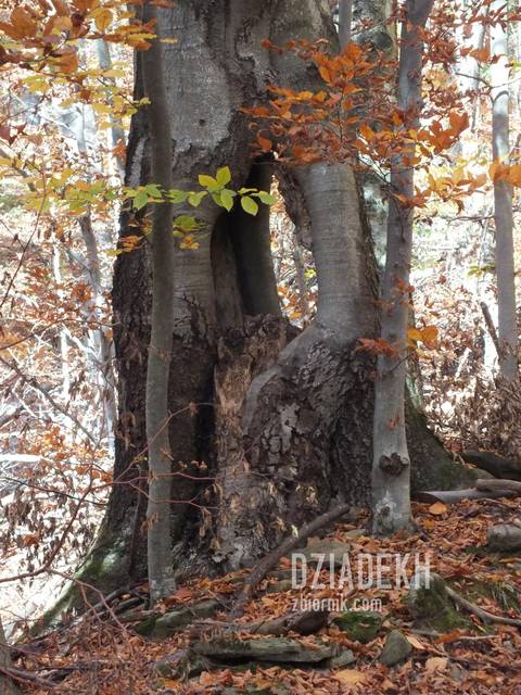 Ciekawostka. Drzewo z wieeeelką dziurą - dziadekh