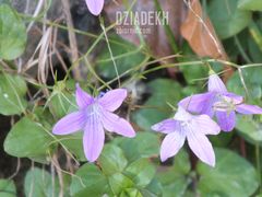 Nietypowy akcent w jesiennym otoczeniu