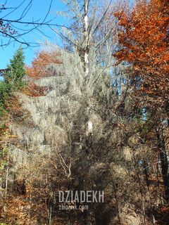 Od czego ten modrzew osiwiał?