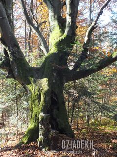 Omszały staruszek na grzbiecie Otrytu