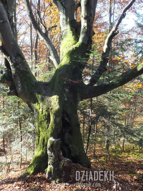 Omszały staruszek na grzbiecie Otrytu - dziadekh