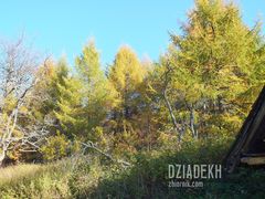 Modrzewie też przybierają jesienne barwy