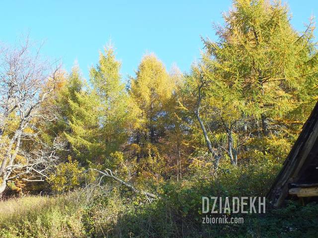 Modrzewie też przybierają jesienne barwy - dziadekh