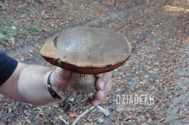 Wreszcie jakiś przyzwoity okaz. - dziadekh