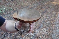 Wreszcie jakiś przyzwoity okaz.