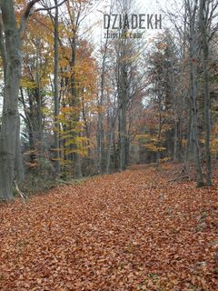 Czerwony dywan rozwinięty.