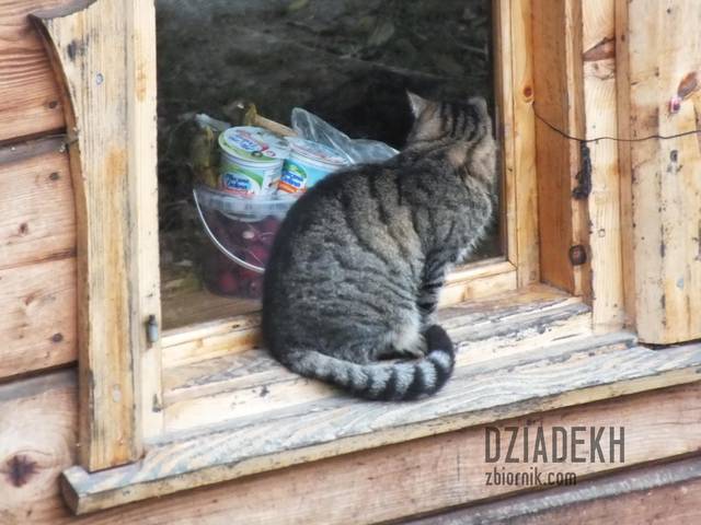 Kotek z okienka... kuchennego - dziadekh