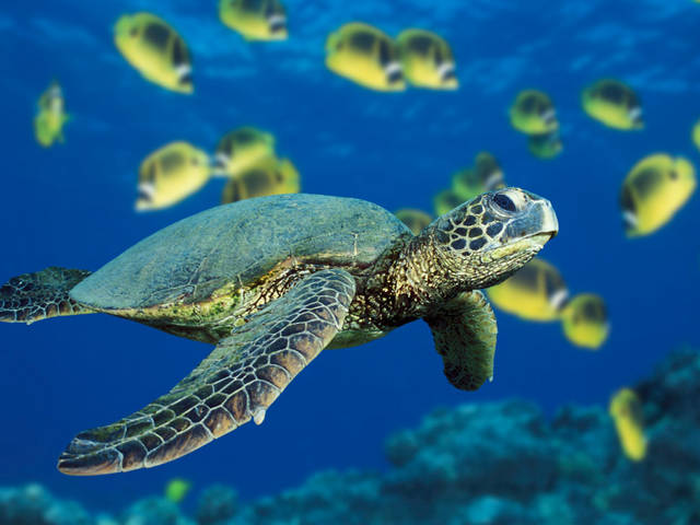 Green Sea Turtle.jpg - para6868