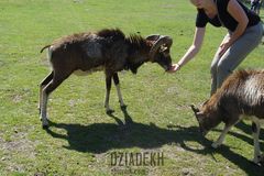 Przekupstwo istnieje nawet w świecie zwierząt