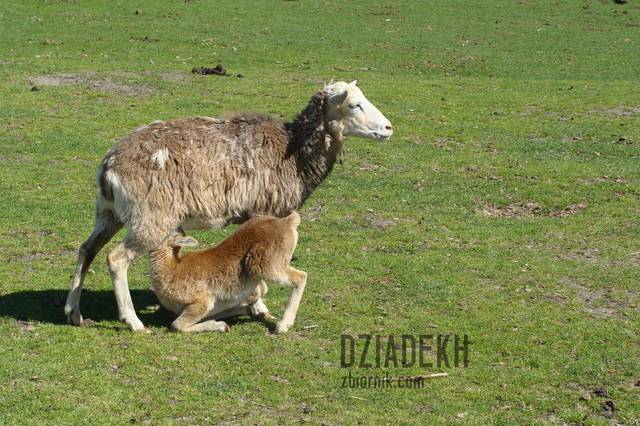 W przeciwieństwie do ludzi one nie mają wątpliwości - dziadekh