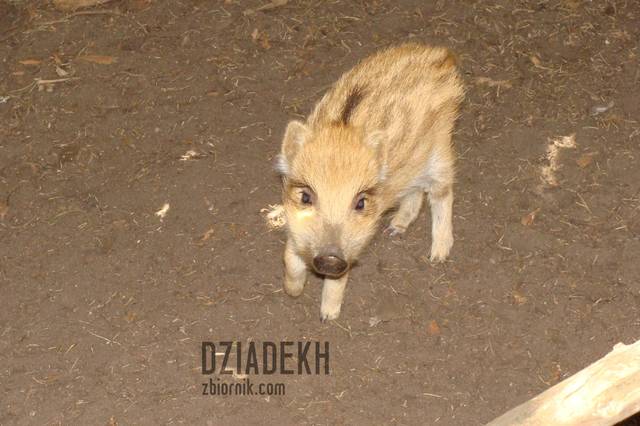 Podrzucam jeszcze jedną świnkę - dziadekh