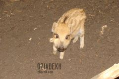 Podrzucam jeszcze jedną świnkę