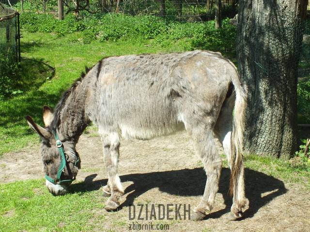 Tego zwierzątka jeszcze tutaj nie było - dziadekh