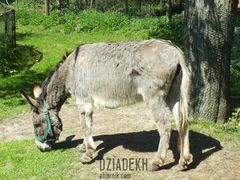 Tego zwierzątka jeszcze tutaj nie było