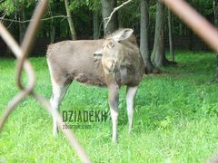 Ten łoś ma niesamowicie głupie miny