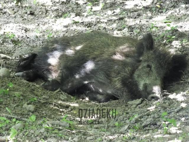 A to prawdziwa dzika świnia - dziadekh