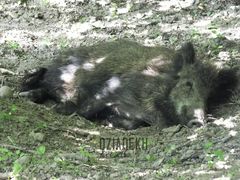 A to prawdziwa dzika świnia