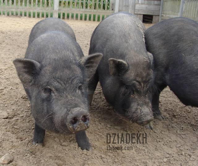 Tym razem podrzucam całkiem duże świnie... - dziadekh