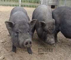 Tym razem podrzucam całkiem duże świnie...