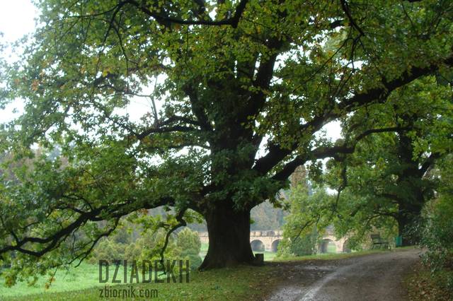 Te dęby w Krasiczynie mają swoje imiona. - dziadekh