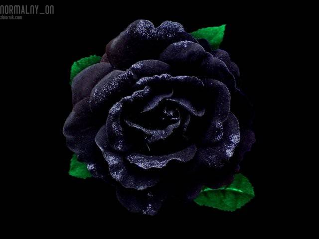 prawie_czarna_roza.jpg - nOrMaLnY_ON