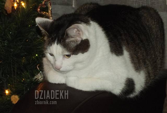 Kiedy wreszcie będzie ta kolacja - dziadekh