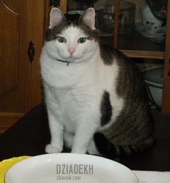 Jestem pierwszy przy stole.