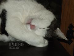 Dajcie mi święty spokój! Nie będę z nikim gadał.